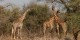 Tanzanie - 2010-09 - 004 - Longido - Girafes